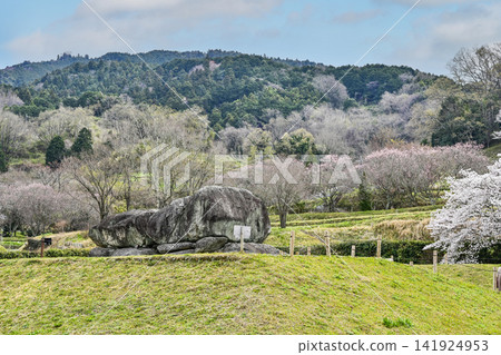 石舞台古墓與櫻（石舞台地區，飛鳥歷史國立公園） 141924953