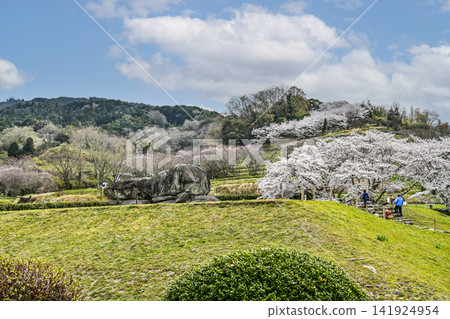 石舞台古墓與櫻(石舞台地區,飛鳥歷史國立公園) 石舞台古墓與櫻(石舞台地區,飛鳥歷史國立公園) 141924954
