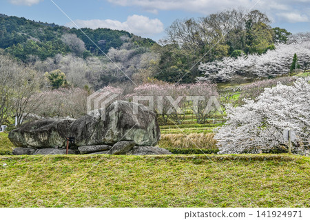 石舞台古墓與櫻（石舞台地區，飛鳥歷史國立公園） 141924971