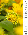 Sunflowers just beginning to bloom - Summer flowers 141924978