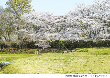 Cherry blossoms at Asuka Historical National Government Park Cherry blossoms at Asuka Historical National Government Park 141924983
