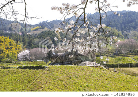 Ishibutai Tumulus and cherry blossoms (Ishibutai area, Asuka Historical National Government Park) Ishibutai Tumulus and cherry blossoms (Ishibutai area, Asuka Historical National Government Park) 141924986