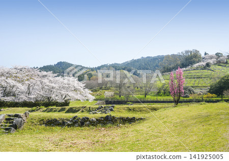 Cherry blossoms and Terute peach trees at Asuka Historical National Government Park Cherry blossoms and Terute peach trees at Asuka Historical National Government Park 141925005
