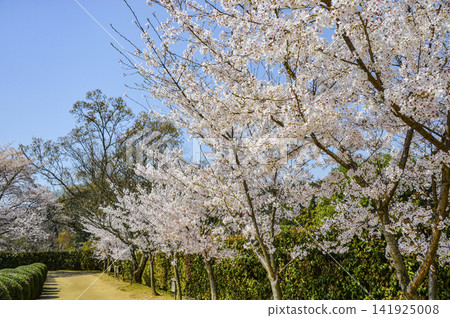 飛鳥歷史國立公園的櫻花 飛鳥歷史國立公園的櫻花 141925008