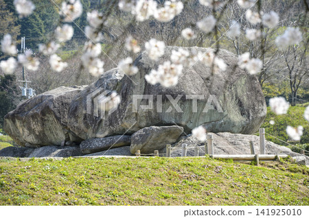 石舞台古墓與櫻(石舞台地區,飛鳥歷史國立公園) 石舞台古墓與櫻(石舞台地區,飛鳥歷史國立公園) 141925010