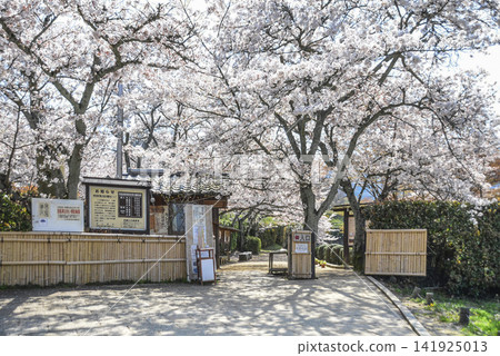 櫻花(石舞台地區,飛鳥歷史國立公園) 櫻花(石舞台地區,飛鳥歷史國立公園) 141925013