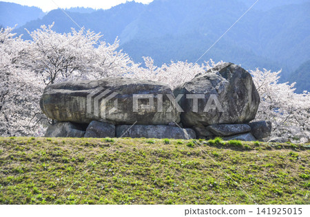 石舞台古墓與櫻(石舞台地區,飛鳥歷史國立公園) 石舞台古墓與櫻(石舞台地區,飛鳥歷史國立公園) 141925015