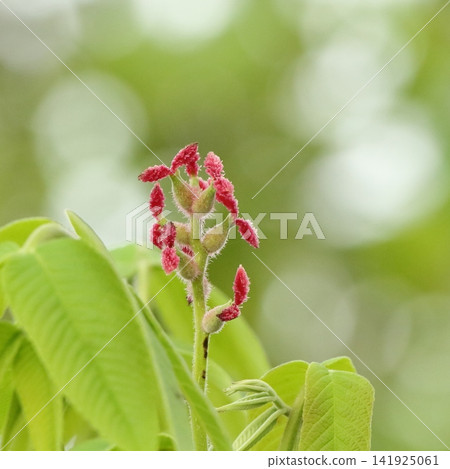 Female flower Female flower 141925061