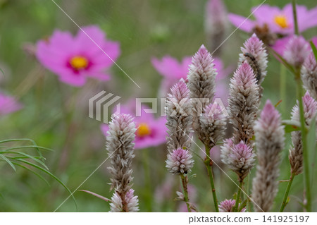 Celosia and cosmos flowers blooming in the autumn garden Celosia and cosmos flowers blooming in the autumn garden 141925197