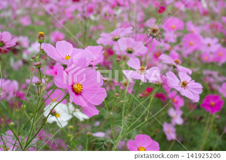 在盛開的桃紅色波斯菊花田 141925200