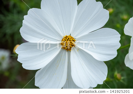 A close-up of a beautiful white cosmos flower. A close-up of a beautiful white cosmos flower. 141925201