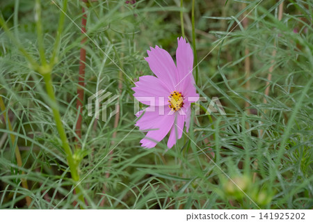 Delicate pink cosmos flowers surrounded by green leaves 141925202