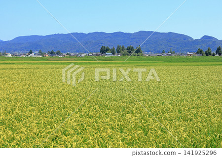 Summer in Azumino: Rice paddies stretching as far as the eye can see. Summer in Azumino: Rice paddies stretching as far as the eye can see. 141925296