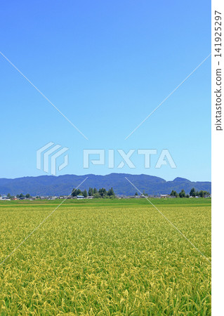 Summer in Azumino: Rice paddies stretching as far as the eye can see. Summer in Azumino: Rice paddies stretching as far as the eye can see. 141925297