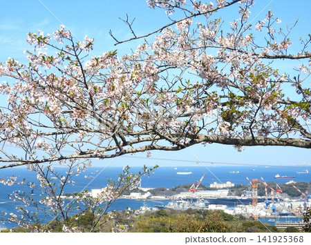 在神奈川縣立塚山公園,這個位於山上的著名賞櫻勝地,可以越過櫻花樹,看到橫須賀港來來往往的大型船舶。 在神奈川縣立塚山公園,這個位於山上的著名賞櫻勝地,可以越過櫻花樹,看到橫須賀港來來往往的大型船舶。 141925368