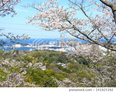 在神奈川縣立塚山公園,這個位於山上的著名賞櫻勝地,可以越過櫻花樹,看到橫須賀港來來往往的大型船舶。 在神奈川縣立塚山公園,這個位於山上的著名賞櫻勝地,可以越過櫻花樹,看到橫須賀港來來往往的大型船舶。 141925392