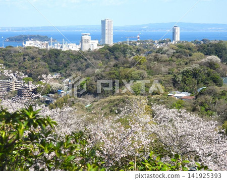 在神奈川縣立塚山公園,這個位於山上的著名賞櫻勝地,可以越過櫻花樹,看到橫須賀港來來往往的大型船舶。 在神奈川縣立塚山公園,這個位於山上的著名賞櫻勝地,可以越過櫻花樹,看到橫須賀港來來往往的大型船舶。 141925393