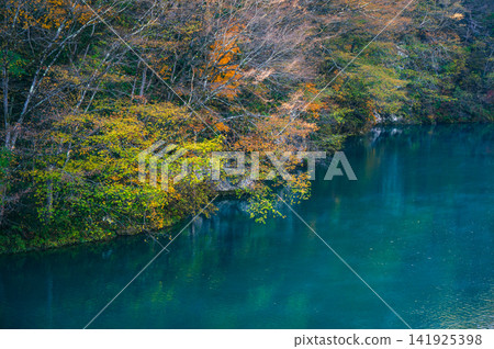 [久米地峽]西河和紅葉[長野市信州新町] 141925398