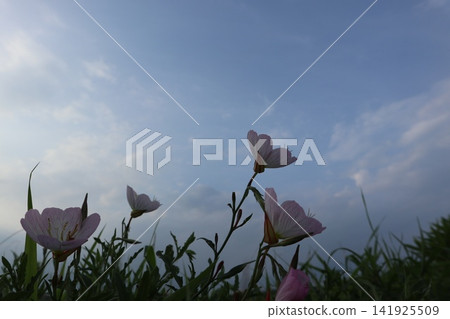 一首描繪初夏的詩，由風中搖曳的花朵描繪而成。 141925509
