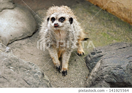 Top looking meerkat Top looking meerkat 141925564