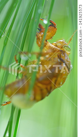 A cicada's exoskeleton remains among the rain-soaked pine needles on a summer morning. A cicada's exoskeleton remains among the rain-soaked pine needles on a summer morning. 141925573