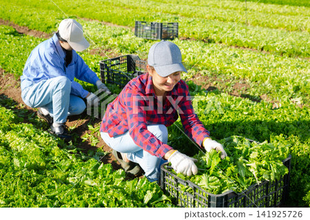 Team of workers harvests ripe green lettuce on plantation Team of workers harvests ripe green lettuce on plantation 141925726