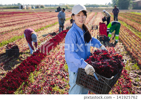 Young asian woman carries box of fresh red lettuce crops in farmer field 141925762