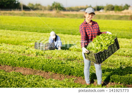Positive young girl showing box with harvested green lettuce on field Positive young girl showing box with harvested green lettuce on field 141925773