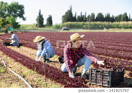 Skilled woman engaged in farming picking fresh red lettuce on farm at day Skilled woman engaged in farming picking fresh red lettuce on farm at day 141925797