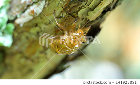 A cicada's exoskeleton after emerging from its nymph stage on a pine tree: A close-up of summer insects. A cicada's exoskeleton after emerging from its nymph stage on a pine tree: A close-up of summer insects. 141925851