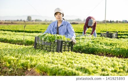 Cheerful young asian female worker holding box of green lettuce on field Cheerful young asian female worker holding box of green lettuce on field 141925893