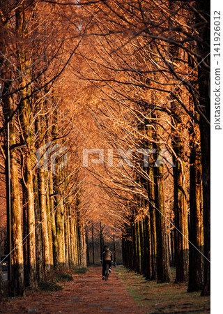 A bicycle riding through a row of metasequoia trees in the evening. A bicycle riding through a row of metasequoia trees in the evening. 141926012