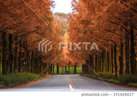 Metasequoia tree-lined street in the evening Metasequoia tree-lined street in the evening 141926027