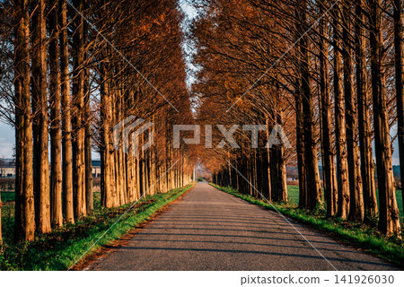 Metasequoia tree-lined street in the evening Metasequoia tree-lined street in the evening 141926030