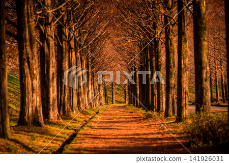 Metasequoia tree-lined street in the evening Metasequoia tree-lined street in the evening 141926031