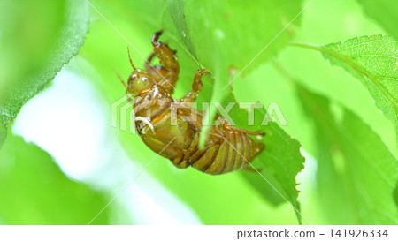A cicada's exoskeleton that emerged from its nymph stage on the underside of a plum leaf - Summer nature observation A cicada's exoskeleton that emerged from its nymph stage on the underside of a plum leaf - Summer nature observation 141926334