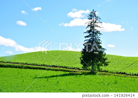 A picturesque landscape, the symbol of Biei: the assertive presence of the poplar trees. A picturesque landscape, the symbol of Biei: the assertive presence of the poplar trees. 141926414