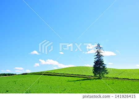The Ken and Mary Tree, a landscape created in Biei. The Ken and Mary Tree, a landscape created in Biei. 141926415
