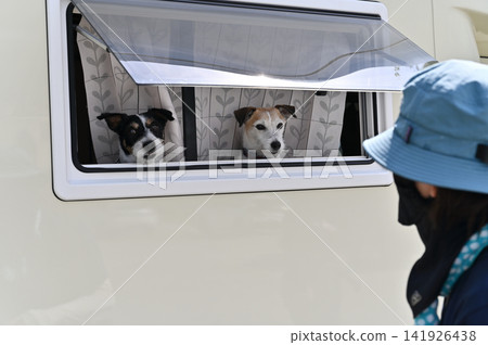 A woman enjoys camping with her dog in a campervan; Jack Russell Terrier. A woman enjoys camping with her dog in a campervan; Jack Russell Terrier. 141926438