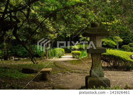 A stone lantern and fresh greenery standing in the grounds of Kashima Shrine (Ibaraki Prefecture) 141926461