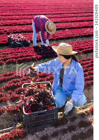 Female farm worker gathering harvest of organic red lettuce Female farm worker gathering harvest of organic red lettuce 141926489