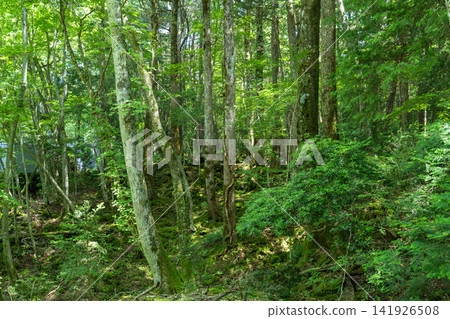 Aokigahara Jukai at the foot of Mt. Fuji Aokigahara Jukai at the foot of Mt. Fuji 141926508