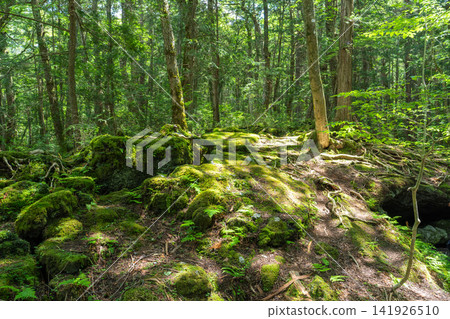 Aokigahara Jukai at the foot of Mt. Fuji Aokigahara Jukai at the foot of Mt. Fuji 141926510