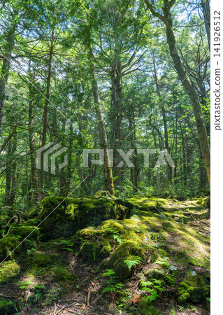 Aokigahara Jukai at the foot of Mt. Fuji Aokigahara Jukai at the foot of Mt. Fuji 141926512