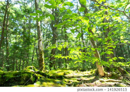Aokigahara Jukai at the foot of Mt. Fuji Aokigahara Jukai at the foot of Mt. Fuji 141926513