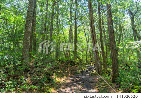 Aokigahara Jukai at the foot of Mt. Fuji Aokigahara Jukai at the foot of Mt. Fuji 141926520
