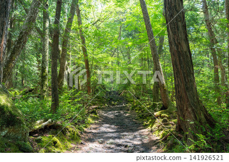 富士山腳下的青木原樹海 富士山腳下的青木原樹海 141926521