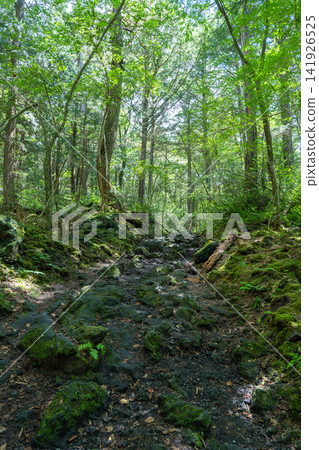 Aokigahara Jukai at the foot of Mt. Fuji Aokigahara Jukai at the foot of Mt. Fuji 141926525
