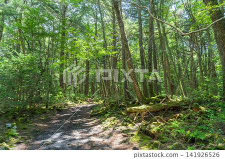 Aokigahara Jukai at the foot of Mt. Fuji Aokigahara Jukai at the foot of Mt. Fuji 141926526