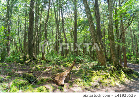 富士山腳下的青木原樹海 富士山腳下的青木原樹海 141926529